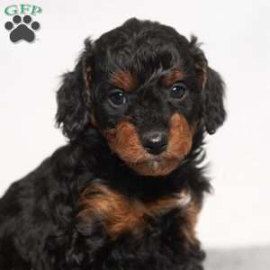 Misty, Cavapoo Puppy